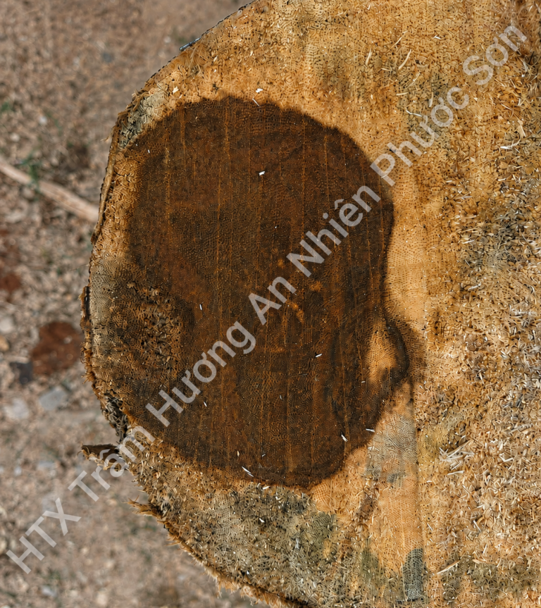 ChatGPT Image 17_05_48 15 thg 8, 2026